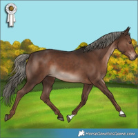 Horse Color:Liver Chestnut Mushroom 