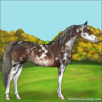 Horse Color:Liver Chestnut Mushroom Sabino 
