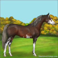 Horse Color:Liver Chestnut Mushroom Sabino 