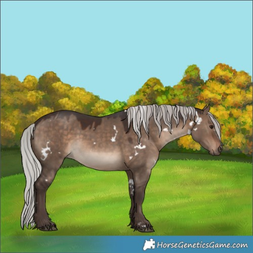 Horse Color:White Spotted Silver Brown Dun 