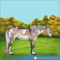 Horse Color:White Spotted Silver Brown Dun 