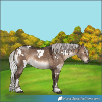 Horse Color:White Spotted Silver Brown Dun 