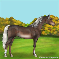 Horse Color:Liver Chestnut Mushroom 