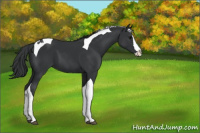 Horse Color:Black Splash Tobiano 