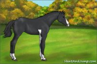 Horse Color:Black Splash Tobiano 