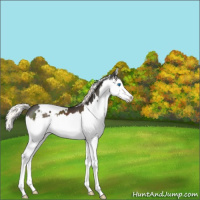 Horse Color:White Spotted Liver Chestnut Mushroom Splash 