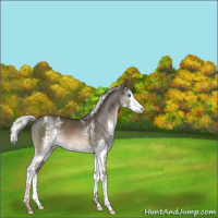 Horse Color:White Spotted Liver Chestnut Mushroom Splash 