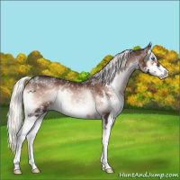 Horse Color:White Spotted Liver Red Onyx Mushroom Splash Rabicano 