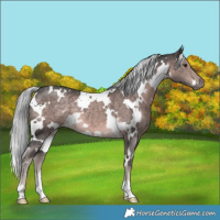 Horse Color:Platinum White Spotted Chocolate Palomino 