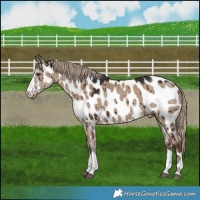 Horse Color:Liver Red Dun Appaloosa Brindle
