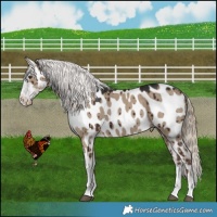 Horse Color:Liver Red Dun Appaloosa Brindle 