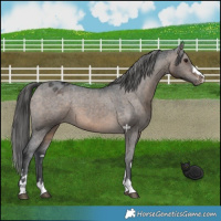 Horse Color:Brown Dun Varnish 