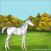 Horse Color:White Spotted Silver Grullo Chinchilla Ice 