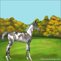 Horse Color:Platinum White Spotted Chocolate Palomino 