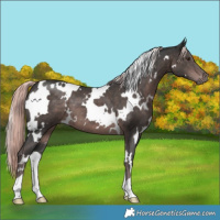 Horse Color:Platinum White Spotted Liver Chestnut 