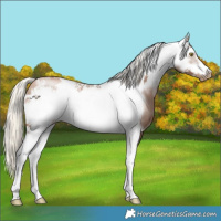 Horse Color:White Spotted Liver Chestnut Pearl Mushroom Frame Rabicano 