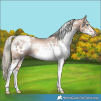 Horse Color:White Spotted Liver Chestnut Pearl Mushroom Splash Frame Rabicano 