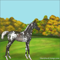 Horse Color:White Spotted Liver Chestnut Mushroom Rabicano 