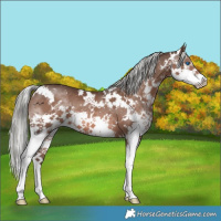 Horse Color:White Spotted Liver Chestnut Mushroom Sabino Splash 