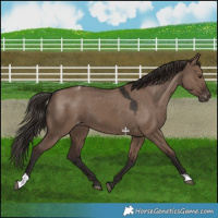 Horse Color:Liver Red Dun Appaloosa 
