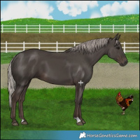 Horse Color:Silver Black 