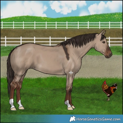 Horse Color:Liver Red Dun 