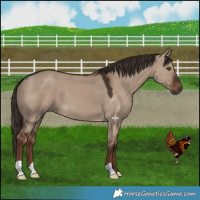 Horse Color:Liver Red Dun 