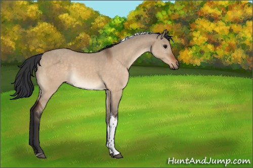 Horse Color:Bay Dun Tobiano 