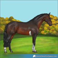 Horse Color:Brown Tobiano Rabicano 