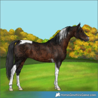 Horse Color:White Spotted Brown Ice Tobiano