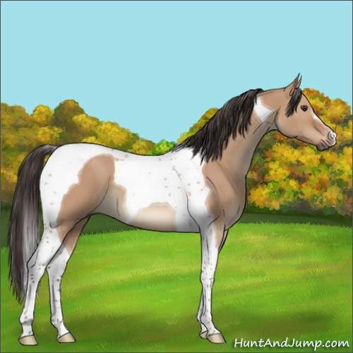 Horse Color:Bay Dun Tobiano 