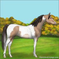 Horse Color:Bay Dun Tobiano 