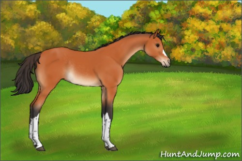Horse Color:Bay Rabicano 