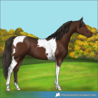 Horse Color:Liver Chestnut Tobiano 