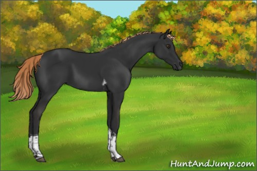 Horse Color:Liver Chestnut Tobiano 
