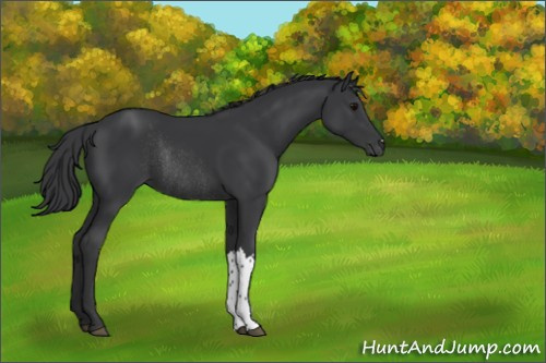 Horse Color:Black Rabicano 