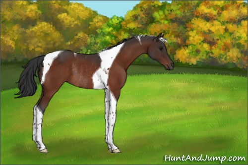 Horse Color:Brown Tobiano Rabicano 