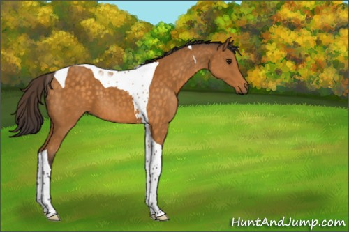 Horse Color:Buckskin Tobiano 