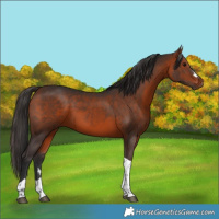 Horse Color:Bay Tobiano 
