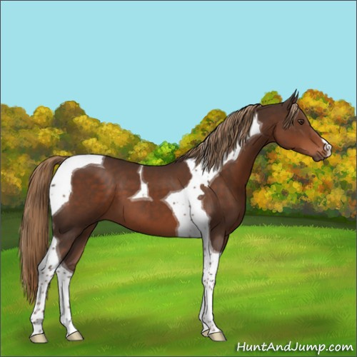 Horse Color:Liver Chestnut Tobiano 