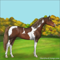 Horse Color:Liver Chestnut Tobiano 