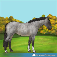 Horse Color:Buckskin Roan Tobiano Rabicano 