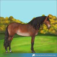 Horse Color:Bay Rabicano 