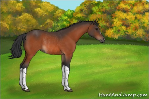 Horse Color:Bay Rabicano 