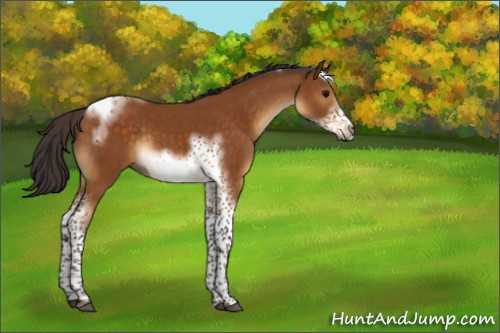 Horse Color:Buckskin Tobiano Frame Rabicano 