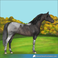Horse Color:Platinum Brown Tobiano Rabicano 