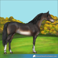 Horse Color:Brown Tobiano Rabicano 