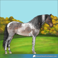 Horse Color:Brown Roan Tobiano Rabicano 