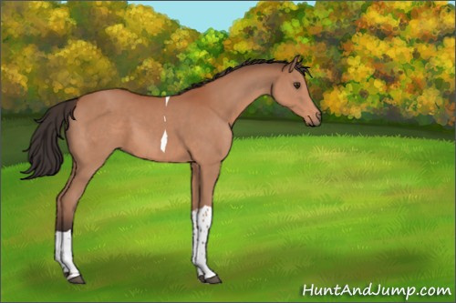 Horse Color:Bay Tobiano 