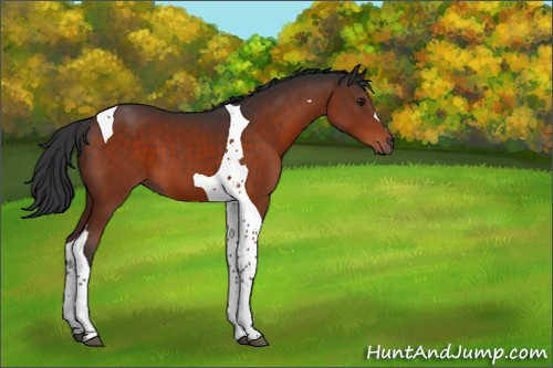 Horse Color:Brown Tobiano 